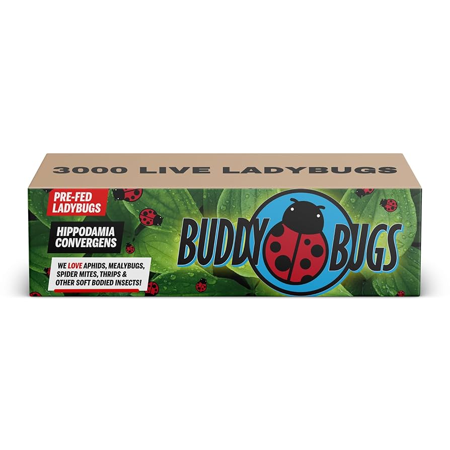 Heve ヘイヴ LADYBUG Amazon.com : 3,000 Live Ladybugs – Natural Aphid Control